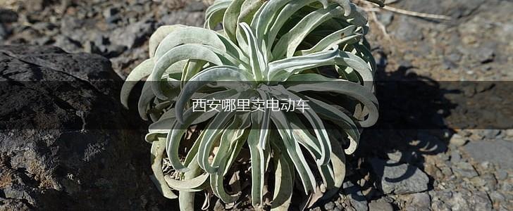 西安哪里卖电动车,第1张