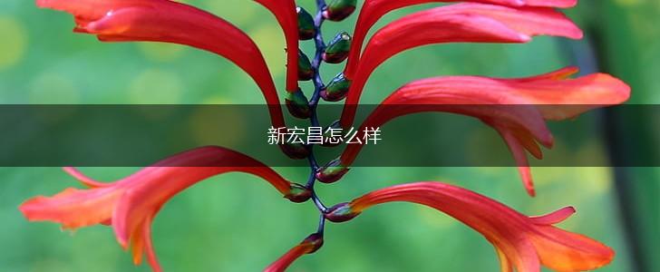 新宏昌怎么样,第1张
