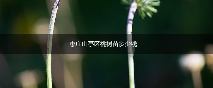 枣庄山亭区桃树苗多少钱,第1张