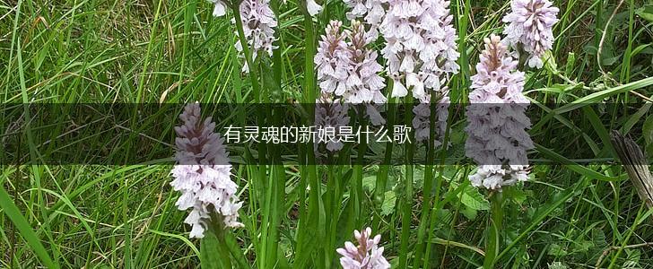 有灵魂的新娘是什么歌,第1张