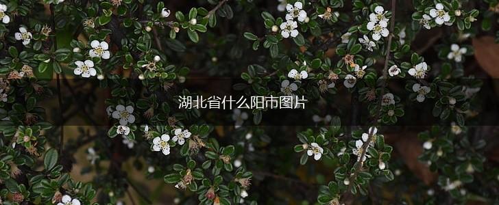 湖北省什么阳市图片,第1张