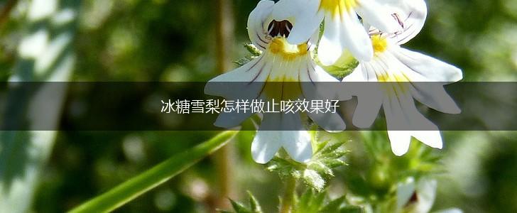 冰糖雪梨怎样做止咳效果好,第1张