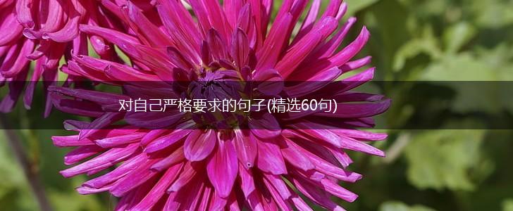 对自己严格要求的句子(精选60句),第1张