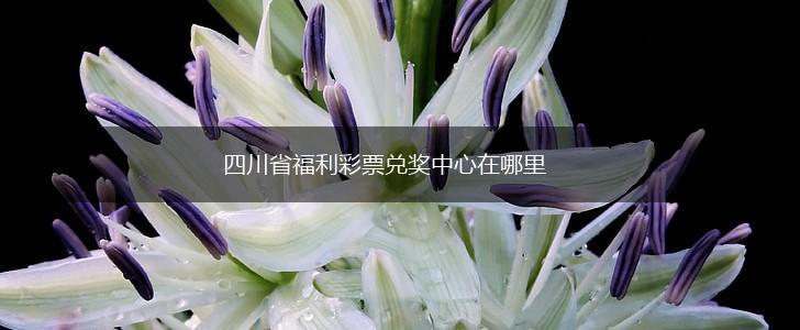四川省福利彩票兑奖中心在哪里,第1张