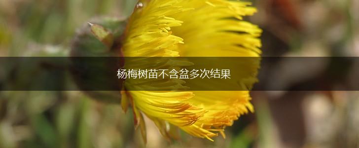 杨梅树苗不含盆多次结果,第1张