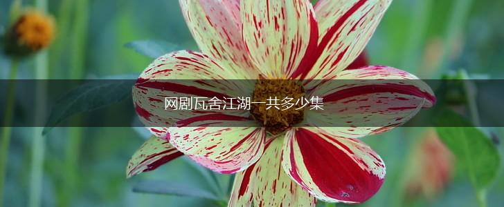 网剧瓦舍江湖一共多少集,第1张