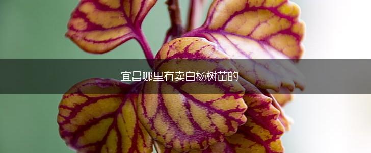 宜昌哪里有卖白杨树苗的,第1张