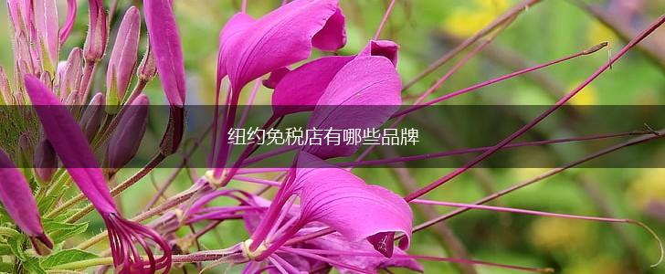 纽约免税店有哪些品牌,第1张