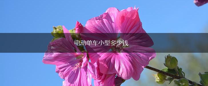 电动单车小型多少钱,第1张