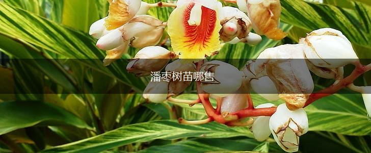 潘枣树苗哪售,第1张