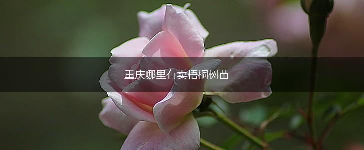 重庆哪里有卖梧桐树苗,第1张