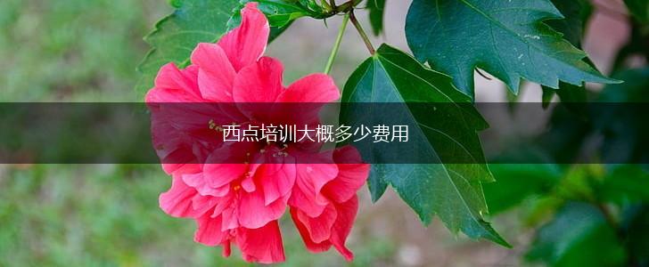 西点培训大概多少费用,第1张