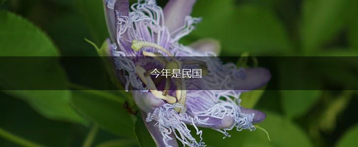 今年是民国,第1张