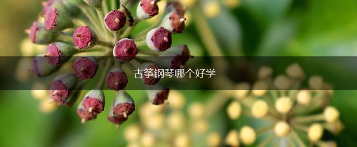 古筝钢琴哪个好学,第1张