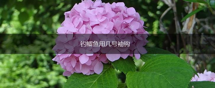 钓鲫鱼用几号袖钩,第1张