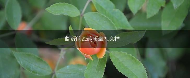 临沂的瓷砖质量怎么样,第1张