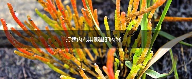 打猪肉丸用哪里的肉好,第1张
