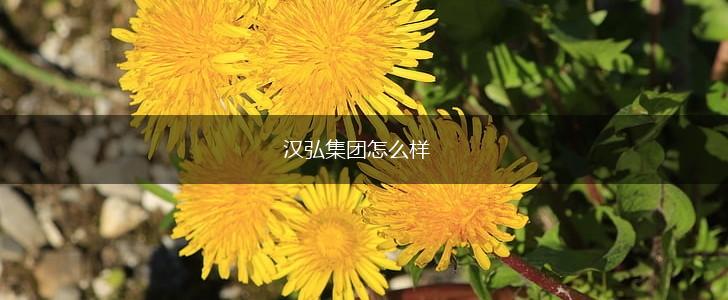 汉弘集团怎么样,第1张