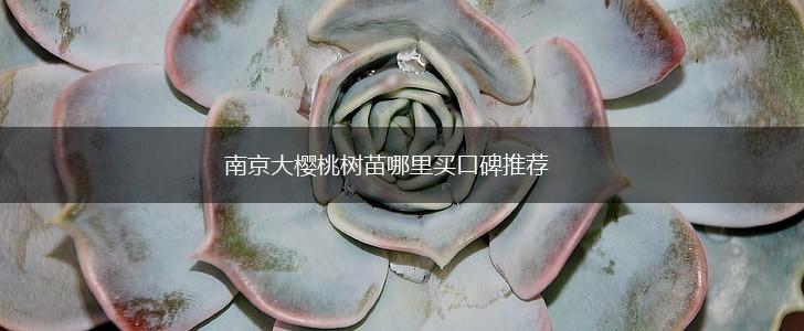 南京大樱桃树苗哪里买口碑推荐,第1张
