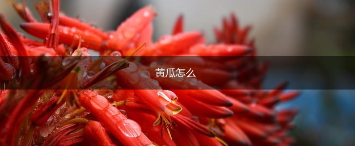 黄瓜怎么,第1张