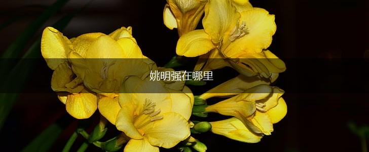 姚明强在哪里,第1张