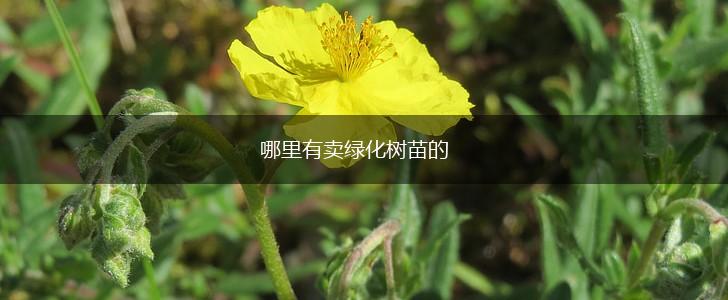 哪里有卖绿化树苗的,第1张