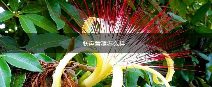 联声音箱怎么样,第1张