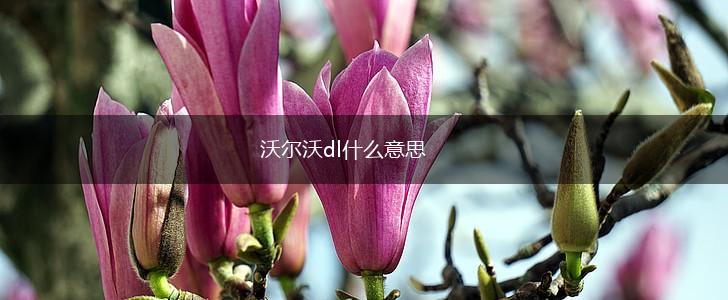 沃尔沃dl什么意思,第1张