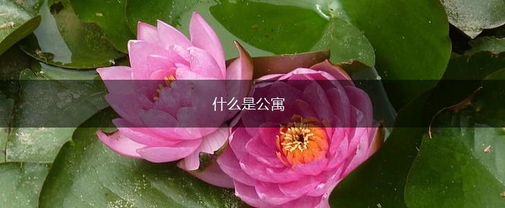 什么是公寓,第1张
