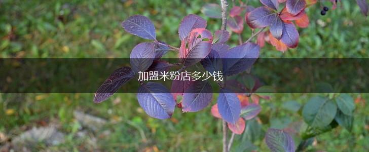 加盟米粉店多少钱,第1张