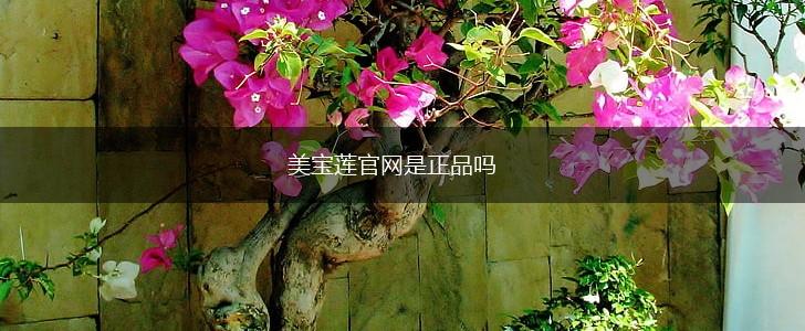 美宝莲官网是正品吗,第1张