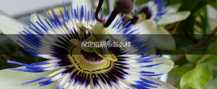 保定痘研所怎么样,第1张
