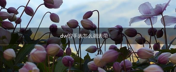 dw的手表怎么调表带,第1张