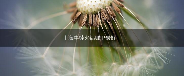 上海牛蛙火锅哪里最好,第1张