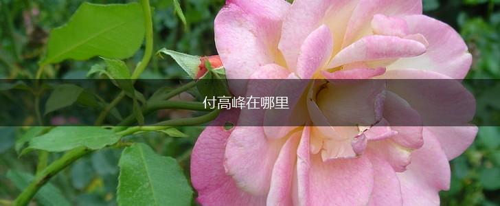 付高峰在哪里,第1张