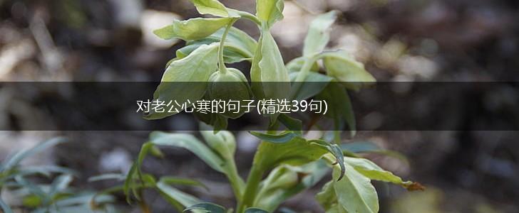 对老公心寒的句子(精选39句),第1张