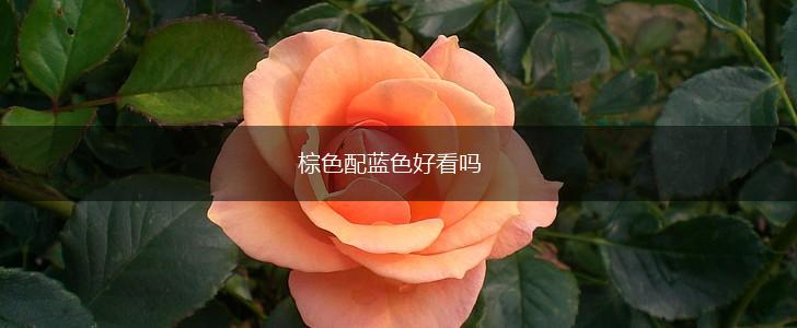 棕色配蓝色好看吗,第1张