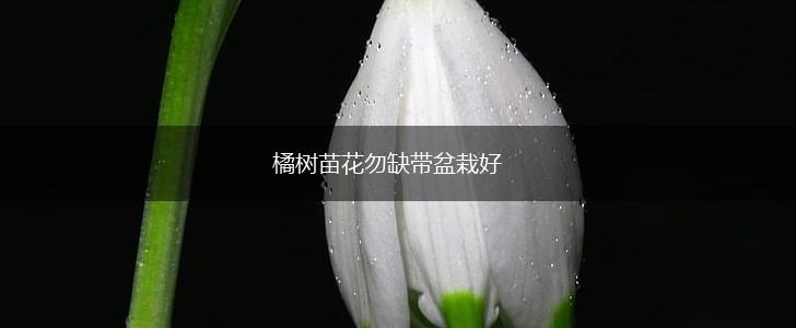 橘树苗花勿缺带盆栽好,第1张