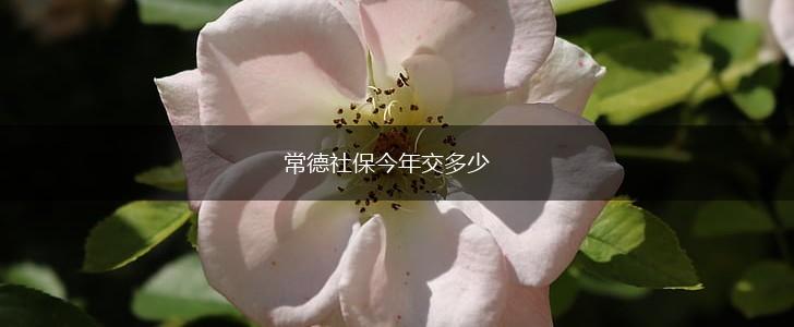 常德社保今年交多少,第1张
