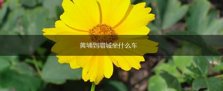 黄埔到增城坐什么车,第1张