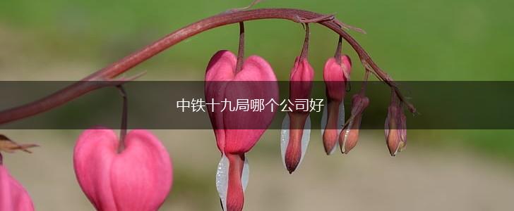 中铁十九局哪个公司好,第1张