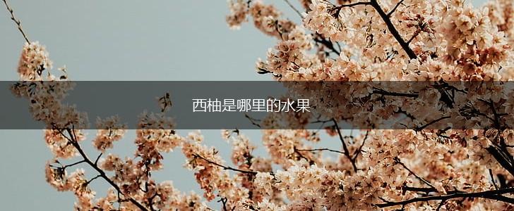 西柚是哪里的水果,第1张