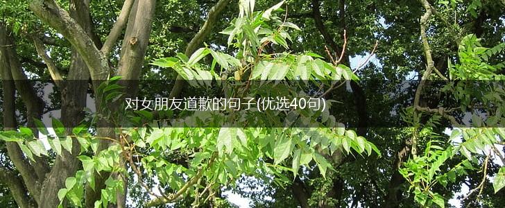 对女朋友道歉的句子(优选40句),第1张