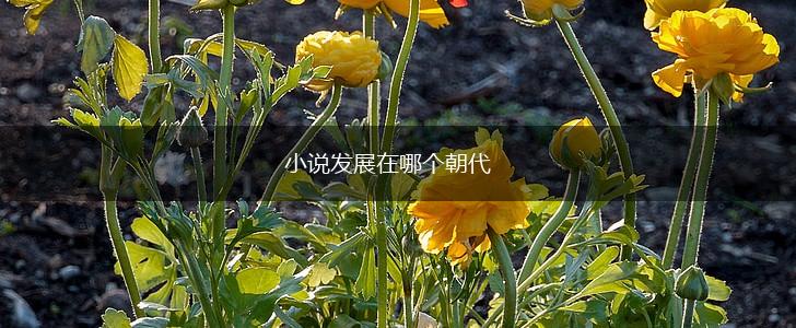小说发展在哪个朝代,第1张