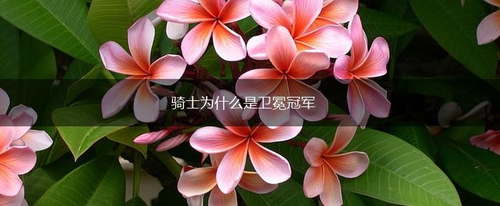 骑士为什么是卫冕冠军,第1张