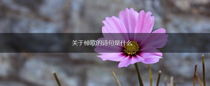 关于棹歌的诗句是什么,第1张