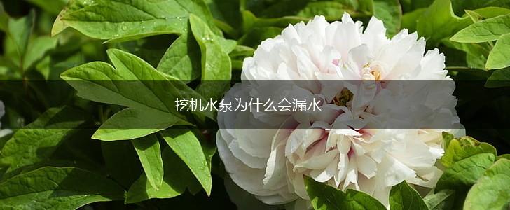 挖机水泵为什么会漏水,第1张