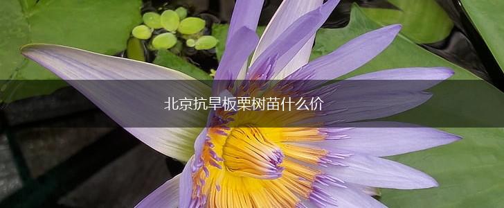 北京抗旱板栗树苗什么价,第1张