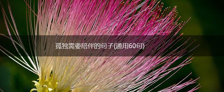孤独需要陪伴的句子(通用60句),第1张