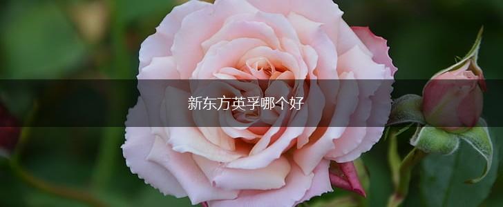 新东方英孚哪个好,第1张